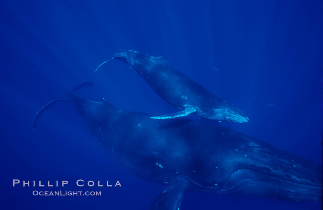 North Pacific humpback whale, mother and calf. Maui, Hawaii, USA, Megaptera novaeangliae, natural history stock photograph, photo id 06041