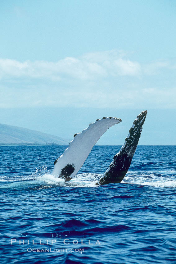 Humpback whale with both of its long pectoral fins raised aloft out of the water, swimming on its back (inverted) as it does so. Maui, Hawaii, USA, Megaptera novaeangliae, natural history stock photograph, photo id 01194
