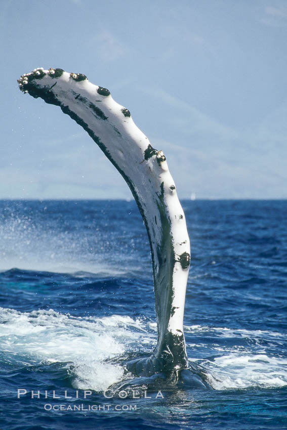Humpback whale with one of its long pectoral fins raised aloft out of the water, swimming on its side (laterally) as it does so. Maui, Hawaii, USA, Megaptera novaeangliae, natural history stock photograph, photo id 01470