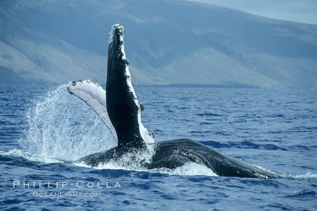 Humpback whale swimming inverted with both pectoral fin raised clear of the water. Maui, Hawaii, USA, Megaptera novaeangliae, natural history stock photograph, photo id 04115