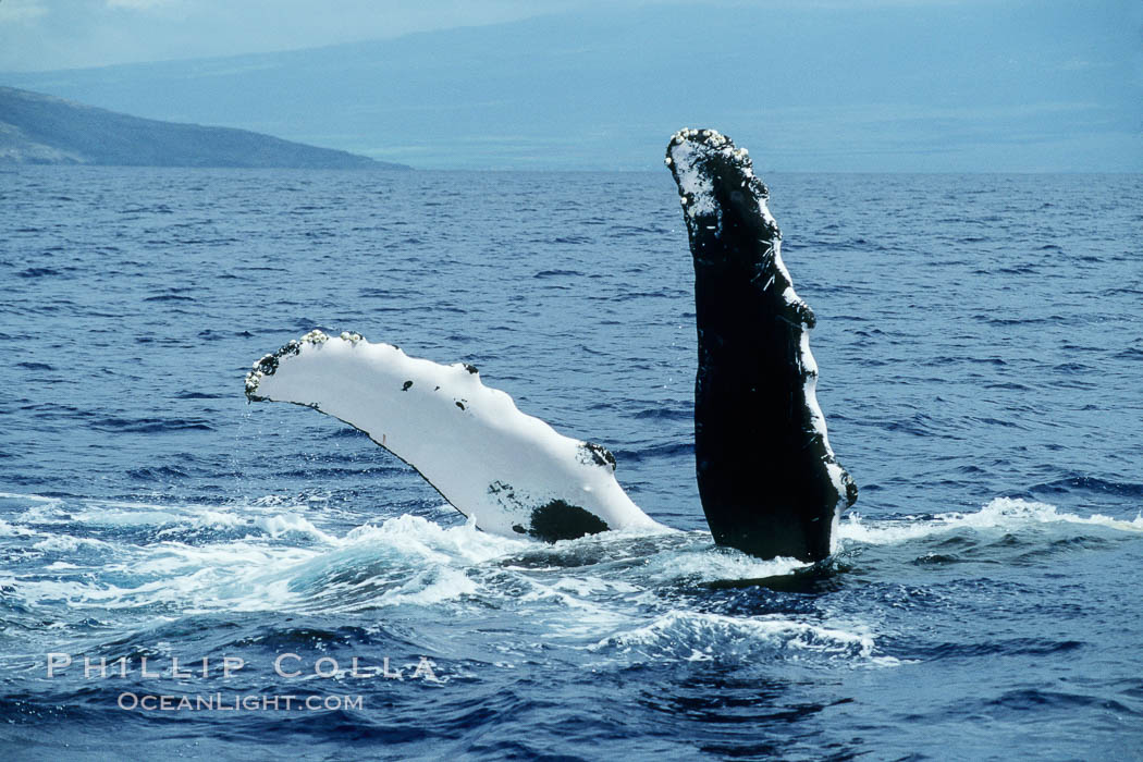Humpback whale swimming inverted with both pectoral fin raised clear of the water. Maui, Hawaii, USA, Megaptera novaeangliae, natural history stock photograph, photo id 04123