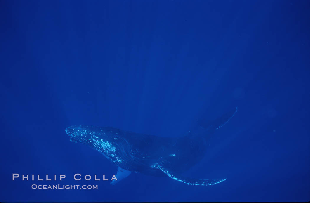 Humpback whale turning with pectoral fins. Maui, Hawaii, USA, Megaptera novaeangliae, natural history stock photograph, photo id 04475