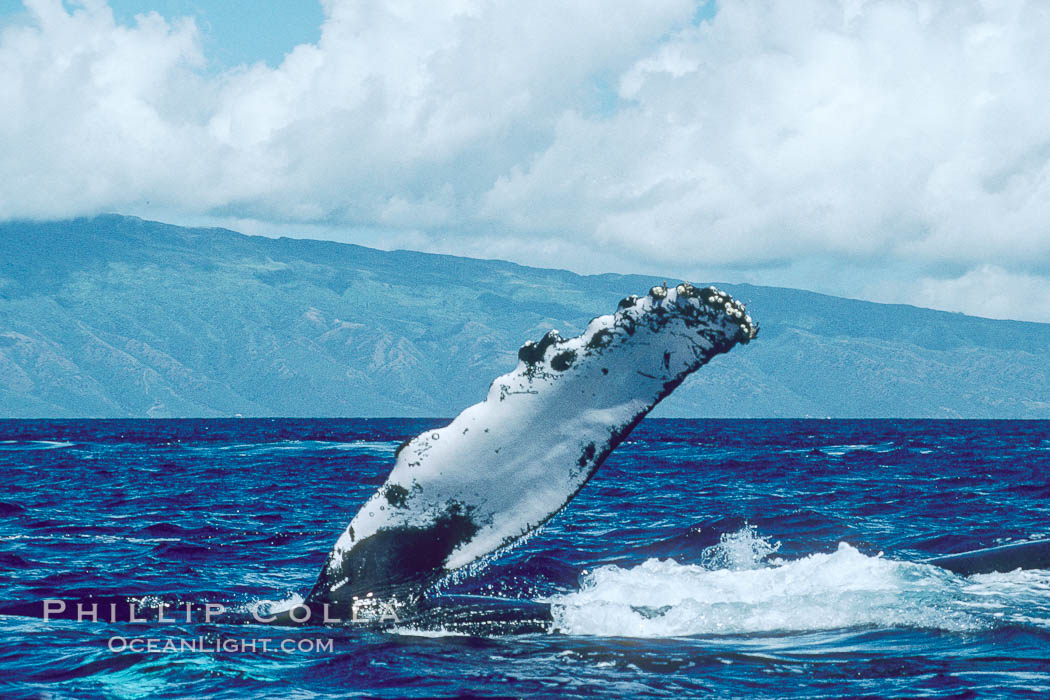 Humpback whale with one of its long pectoral fins raised aloft out of the water, swimming on its side (laterally) as it does so. Maui, Hawaii, USA, Megaptera novaeangliae, natural history stock photograph, photo id 00193