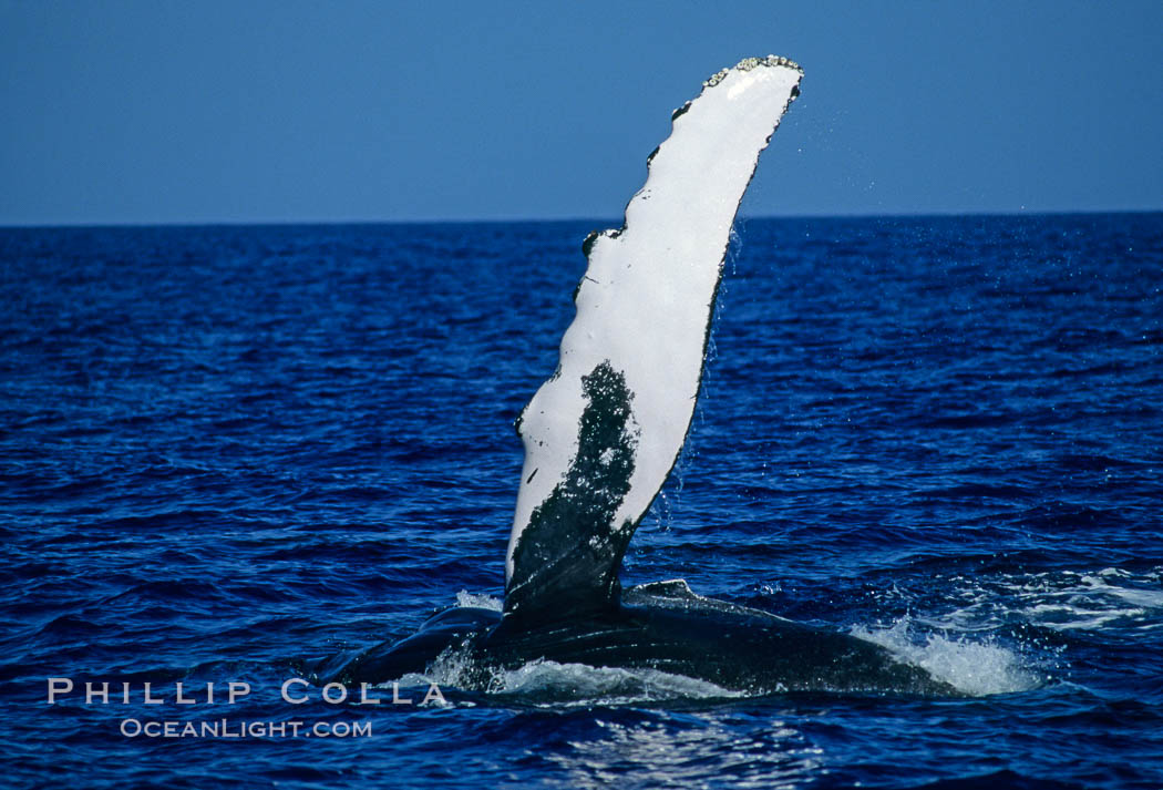 North Pacific humpback whale, pectoral fin. Maui, Hawaii, USA, Megaptera novaeangliae, natural history stock photograph, photo id 01461