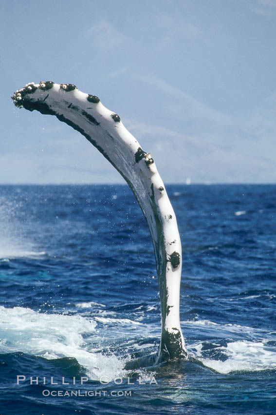 Humpback whale with one of its long pectoral fins raised aloft out of the water, swimming on its side (laterally) as it does so. Maui, Hawaii, USA, Megaptera novaeangliae, natural history stock photograph, photo id 01469