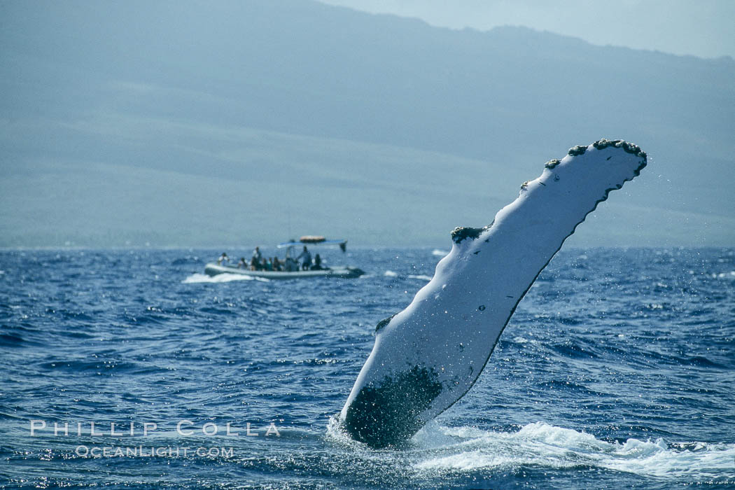 Humpback whale with one of its long pectoral fins raised aloft out of the water, swimming on its side (laterally) as it does so. Maui, Hawaii, USA, Megaptera novaeangliae, natural history stock photograph, photo id 01473