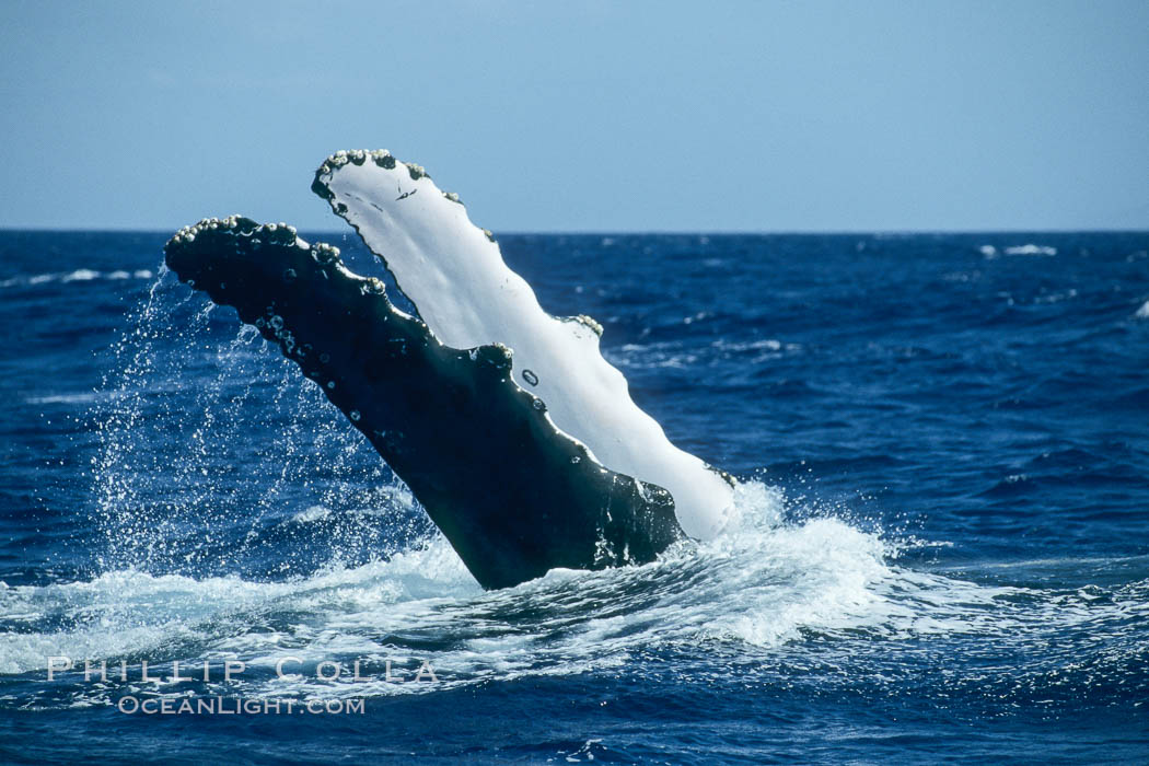 Humpback whale with both of its long pectoral fins raised aloft out of the water, swimming on its back (inverted) as it does so. Maui, Hawaii, USA, Megaptera novaeangliae, natural history stock photograph, photo id 01477