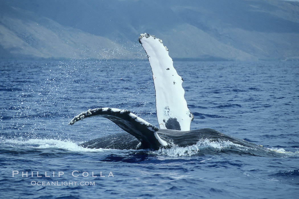 Humpback whale swimming inverted with both pectoral fin raised clear of the water. Maui, Hawaii, USA, Megaptera novaeangliae, natural history stock photograph, photo id 04117