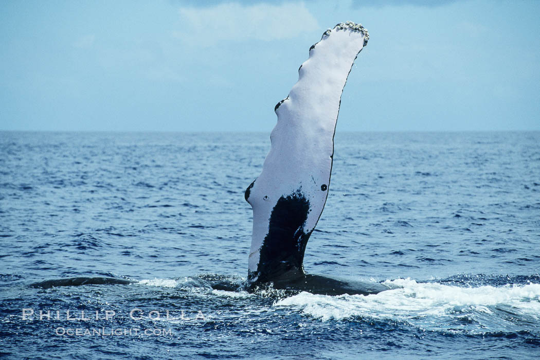 Humpback whale swimming with raised pectoral fin (ventral aspect). Maui, Hawaii, USA, Megaptera novaeangliae, natural history stock photograph, photo id 04125