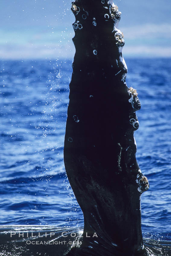 Humpback whale swimming with raised pectoral fin (dorsal aspect). Maui, Hawaii, USA, Megaptera novaeangliae, natural history stock photograph, photo id 04145