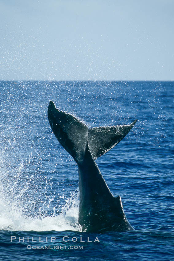Humpback whale performing a peduncle throw at the surface, swinging its fluke (tail) sideways and flinging water all over. Maui, Hawaii, USA, Megaptera novaeangliae, natural history stock photograph, photo id 01462