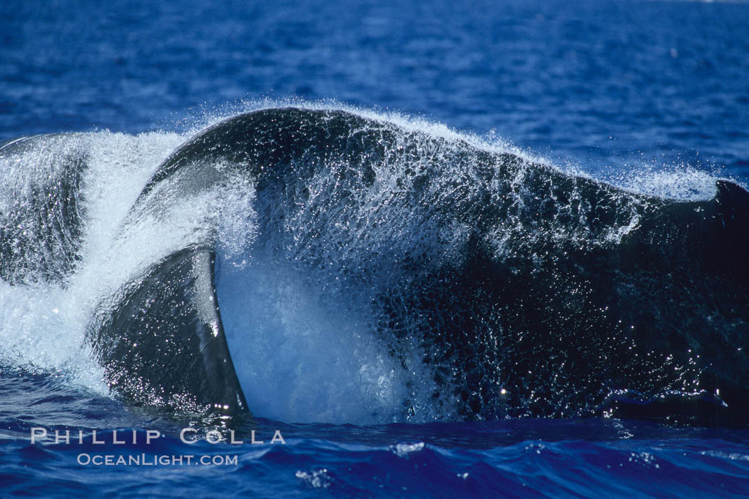 Humpback whale performing a peduncle throw. Molokai, Hawaii, USA, Megaptera novaeangliae, natural history stock photograph, photo id 03978