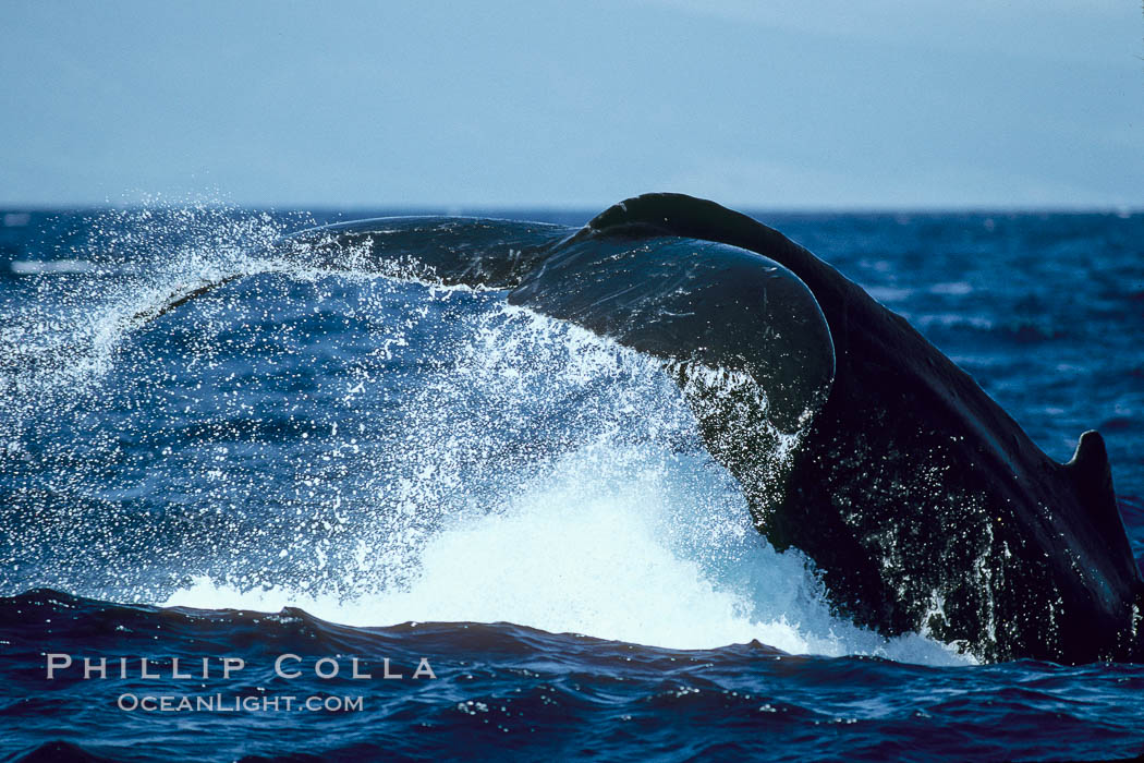 Humpback whale performing a peduncle throw. Maui, Hawaii, USA, Megaptera novaeangliae, natural history stock photograph, photo id 04002
