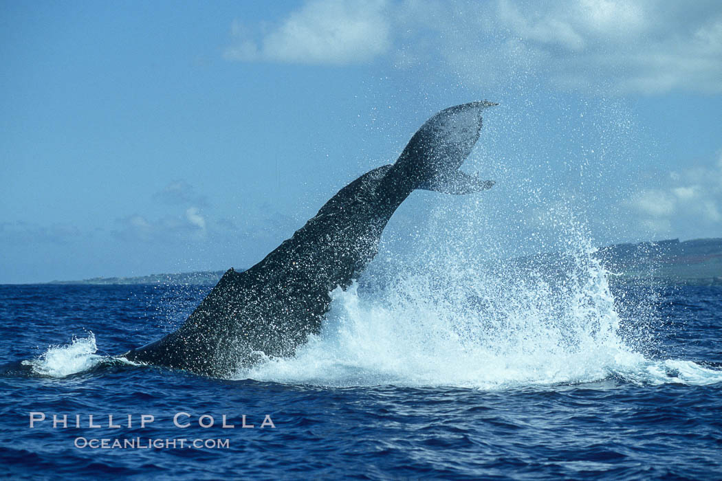 Humpback whale performing a peduncle throw at the surface, swinging its fluke (tail) sideways and flinging water all over. Maui, Hawaii, USA, Megaptera novaeangliae, natural history stock photograph, photo id 00184