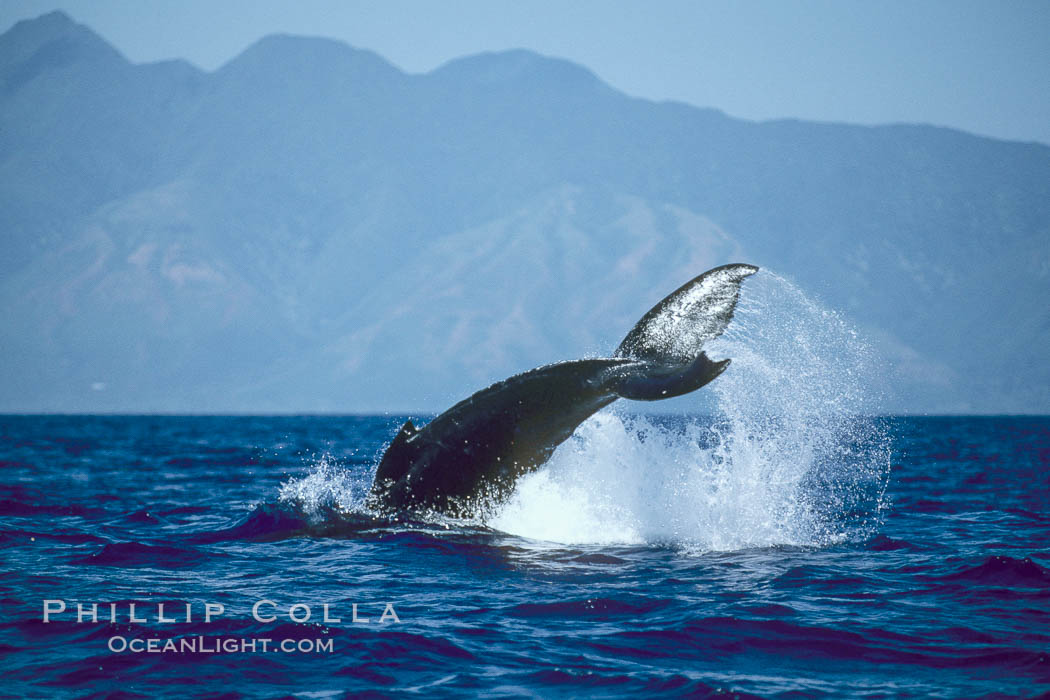 Humpback whale performing a peduncle throw at the surface, swinging its fluke (tail) sideways and flinging water all over. Maui, Hawaii, USA, Megaptera novaeangliae, natural history stock photograph, photo id 00188
