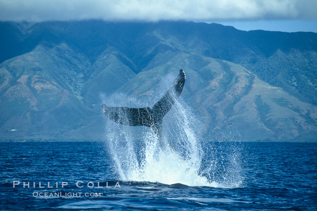 Humpback whale performing a peduncle throw at the surface, swinging its fluke (tail) sideways and flinging water all over. Maui, San Diego, Hawaii, USA, Megaptera novaeangliae, natural history stock photograph, photo id 00336