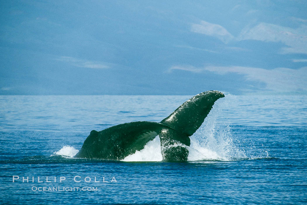Humpback whale performing a peduncle throw at the surface, swinging its fluke (tail) sideways and flinging water all over. Maui, Hawaii, USA, Megaptera novaeangliae, natural history stock photograph, photo id 01456