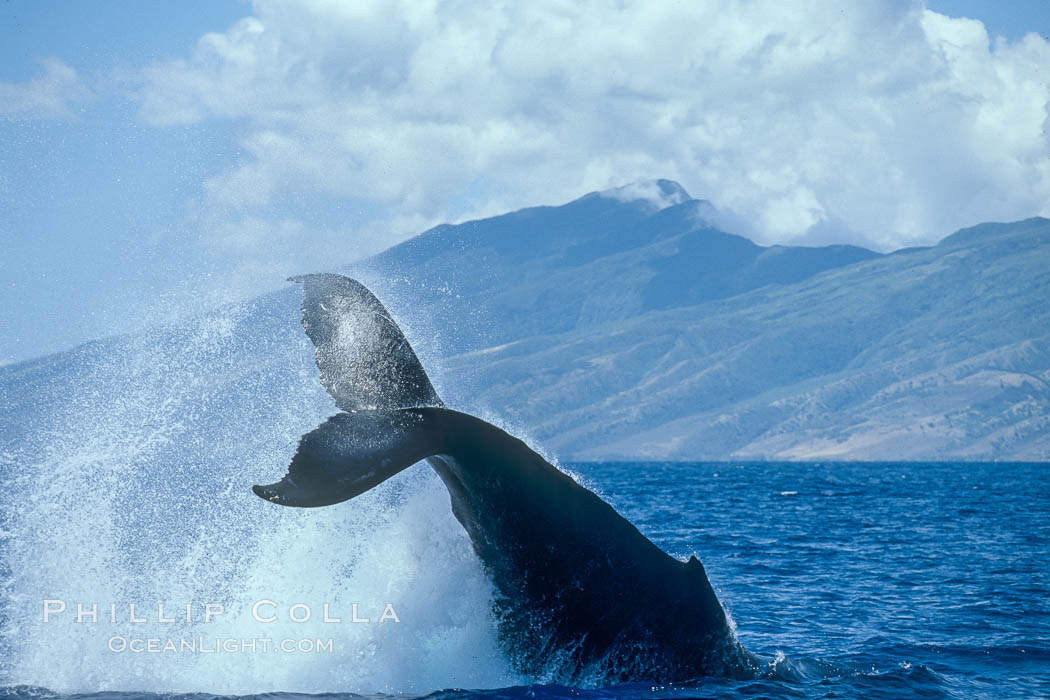 Humpback whale performing a peduncle throw. Molokai, Hawaii, USA, Megaptera novaeangliae, natural history stock photograph, photo id 03960