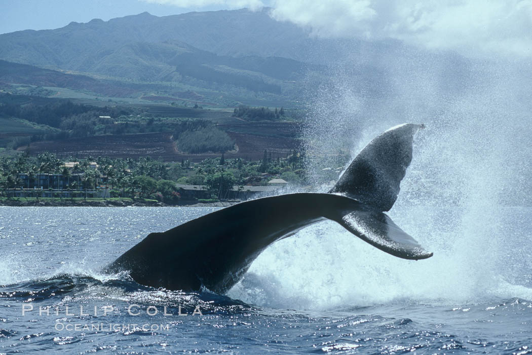Humpback whale performing a peduncle throw. Maui, Hawaii, USA, Megaptera novaeangliae, natural history stock photograph, photo id 03964