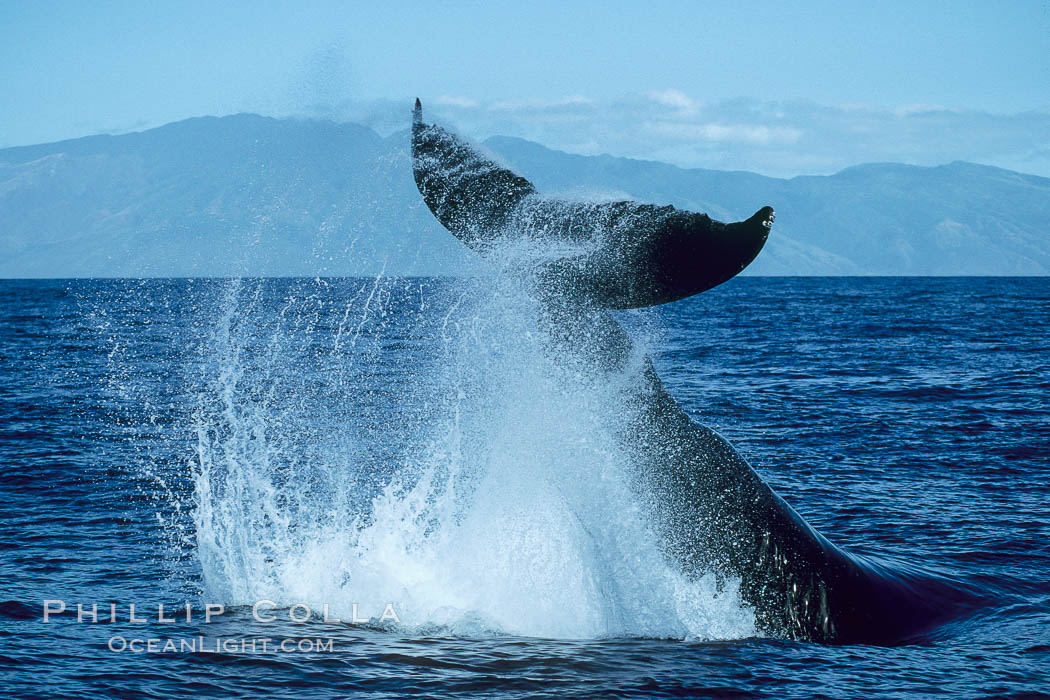 Humpback whale performing a peduncle throw. Molokai, Hawaii, USA, Megaptera novaeangliae, natural history stock photograph, photo id 03988
