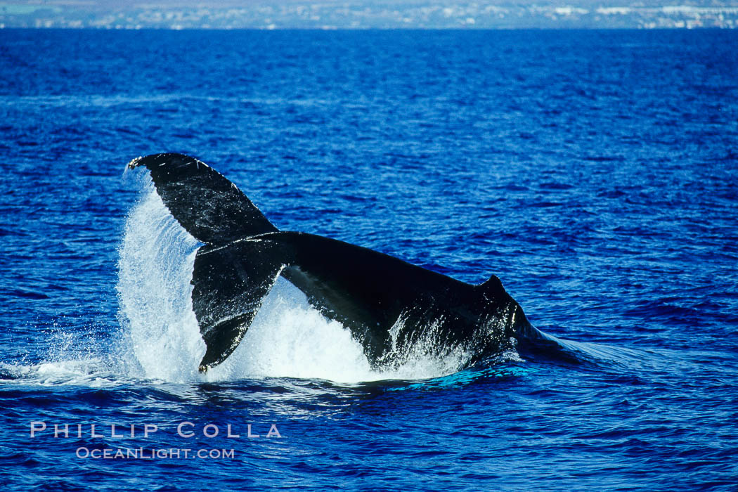 North Pacific humpback whale performing a peduncle throw. Maui, Hawaii, USA, Megaptera novaeangliae, natural history stock photograph, photo id 05900