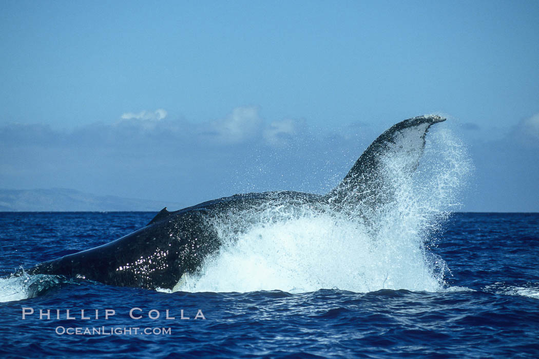 Humpback whale performing a peduncle throw at the surface, swinging its fluke (tail) sideways and flinging water all over. Maui, Hawaii, USA, Megaptera novaeangliae, natural history stock photograph, photo id 00183