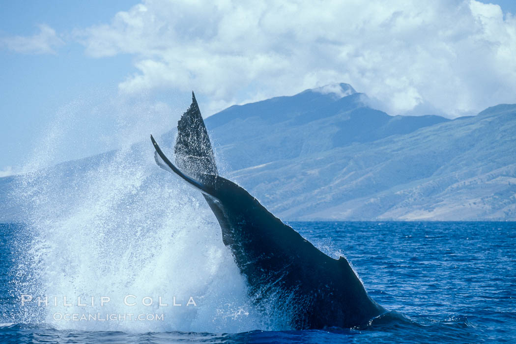 Humpback whale performing a peduncle throw. Molokai, Hawaii, USA, Megaptera novaeangliae, natural history stock photograph, photo id 03959