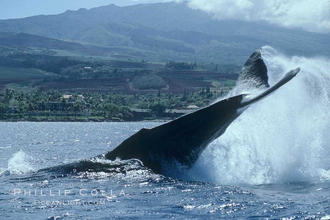 Image 03963, Humpback whale performing a peduncle throw. Maui, Hawaii, USA, Megaptera novaeangliae, Phillip Colla / HWRF, all rights reserved worldwide. Keywords: action, animal, balaenopteridae, behavior, cetacea, cetacean, creature, endangered, endangered threatened species, fluke, hawaii, hawaiian islands, hawaiian islands humpback whale national marine sanctuary, hump back whale, humpback, humpback whale, humpbacked whale, mammal, marine, marine mammal, maui, megaptera, megaptera novaeangliae, mysticete, mysticeti, national marine sanctuaries, nature, north pacific humpback whale, novaeangliae, ocean, oceans, pacific, peduncle, peduncle throw, research, rorqual, sea, tail, tail lob, tail lob peduncle throw, tail throw, usa, whale, whale behavior, wildlife.   NOTE:  This photograph was taken during Hawaii Whale Research Foundation research activities conducted under NOAA/NMFS and State of Hawaii permit.   Its use is subject to certain restrictions.   Please contact the photographer for more information.