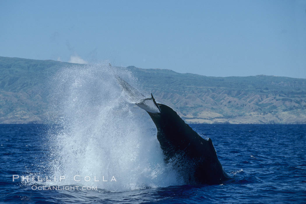 Humpback whale performing a peduncle throw. Molokai, Hawaii, USA, Megaptera novaeangliae, natural history stock photograph, photo id 03967