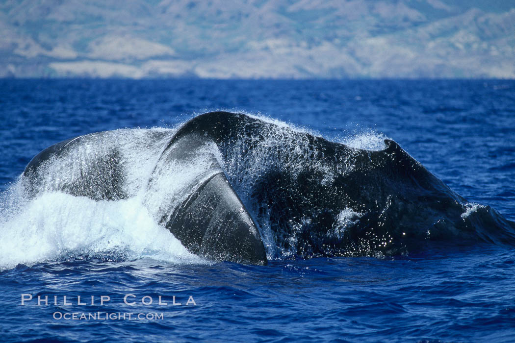 Humpback whale performing a peduncle throw. Molokai, Hawaii, USA, Megaptera novaeangliae, natural history stock photograph, photo id 03975