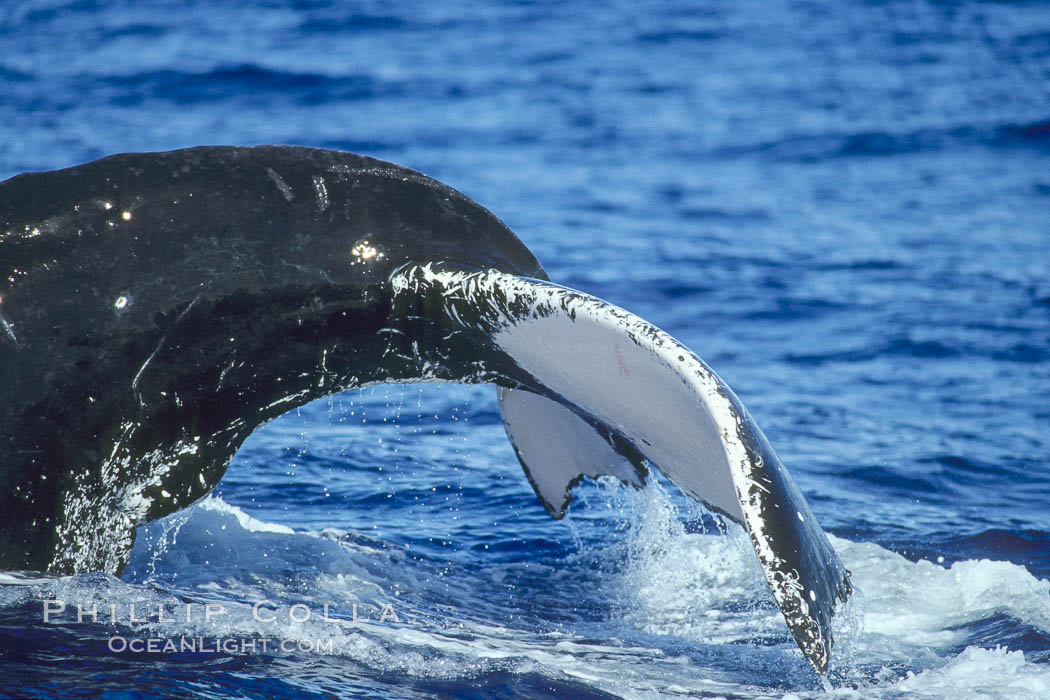 North Pacific humpback whale, fluke/peduncle prior to dive. Maui, Hawaii, USA, Megaptera novaeangliae, natural history stock photograph, photo id 05867