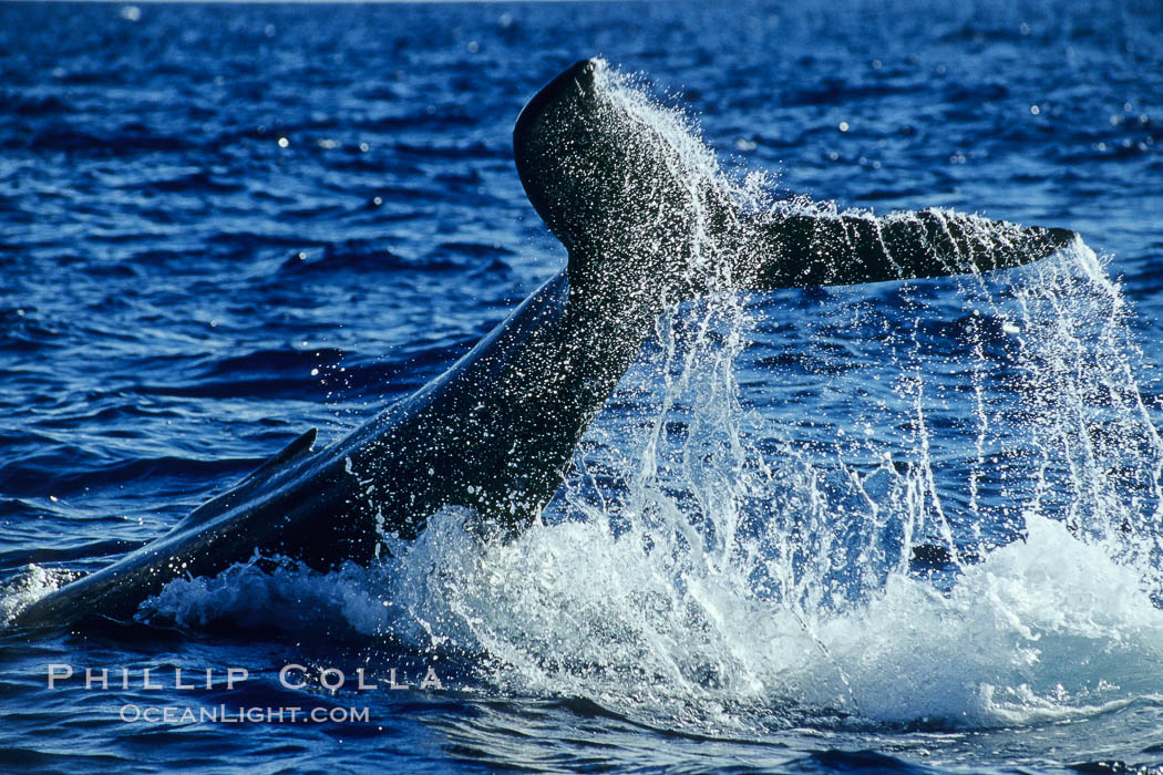 North Pacific humpback whale, peduncle throw. Maui, Hawaii, USA, Megaptera novaeangliae, natural history stock photograph, photo id 05871
