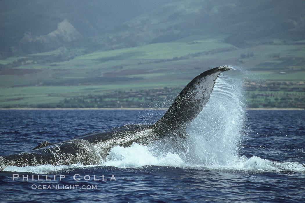 Humpback whale performing a peduncle throw at the surface, swinging its fluke (tail) sideways and flinging water all over. Maui, Hawaii, USA, Megaptera novaeangliae, natural history stock photograph, photo id 00181