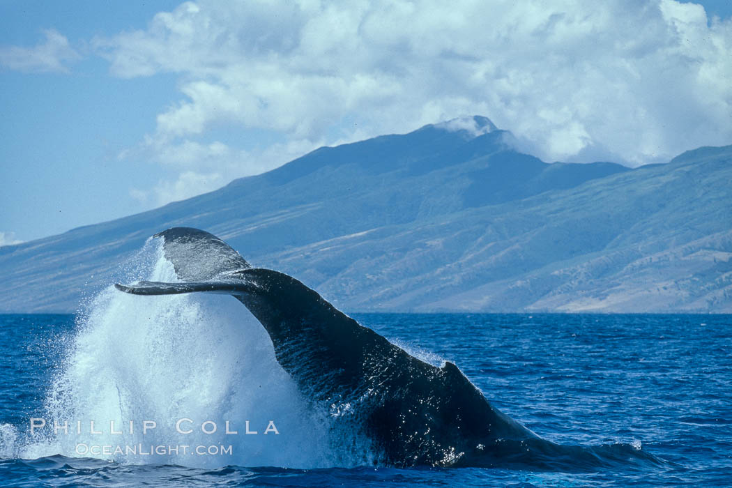 North Pacific humpback whale, peduncle throw. Maui, Hawaii, USA, Megaptera novaeangliae, natural history stock photograph, photo id 02153