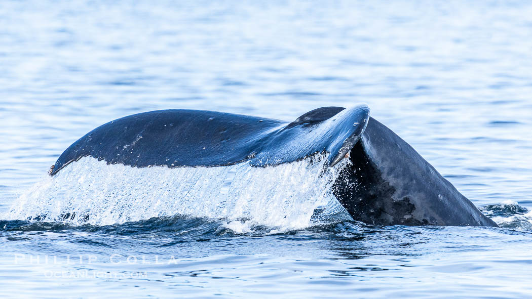 Humpback Whale Raising Fluke Before Diving in Southeast Alaska. Sitka Sound, USA, Megaptera novaeangliae, natural history stock photograph, photo id 40950