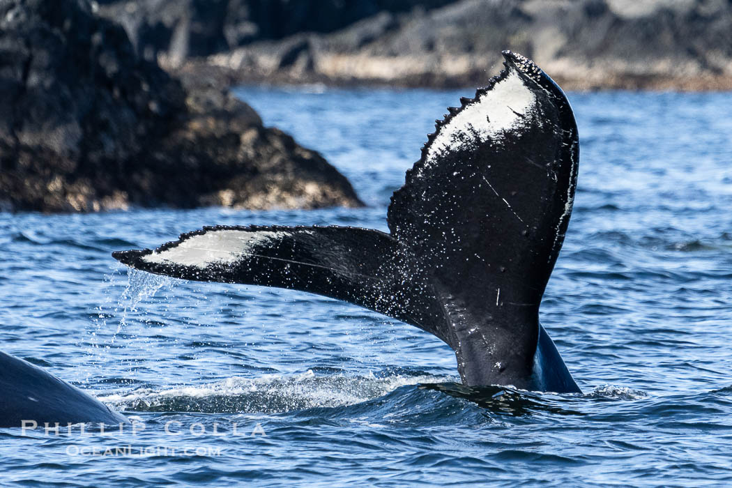Humpback Whale Raising Fluke Before Diving in Southeast Alaska. Sitka Sound, USA, Megaptera novaeangliae, natural history stock photograph, photo id 40952