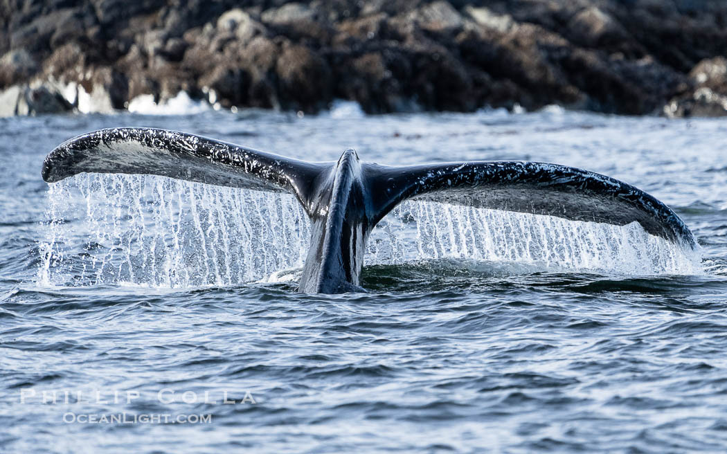 Humpback Whale Raising Fluke Before Diving in Southeast Alaska. Sitka Sound, USA, Megaptera novaeangliae, natural history stock photograph, photo id 40957
