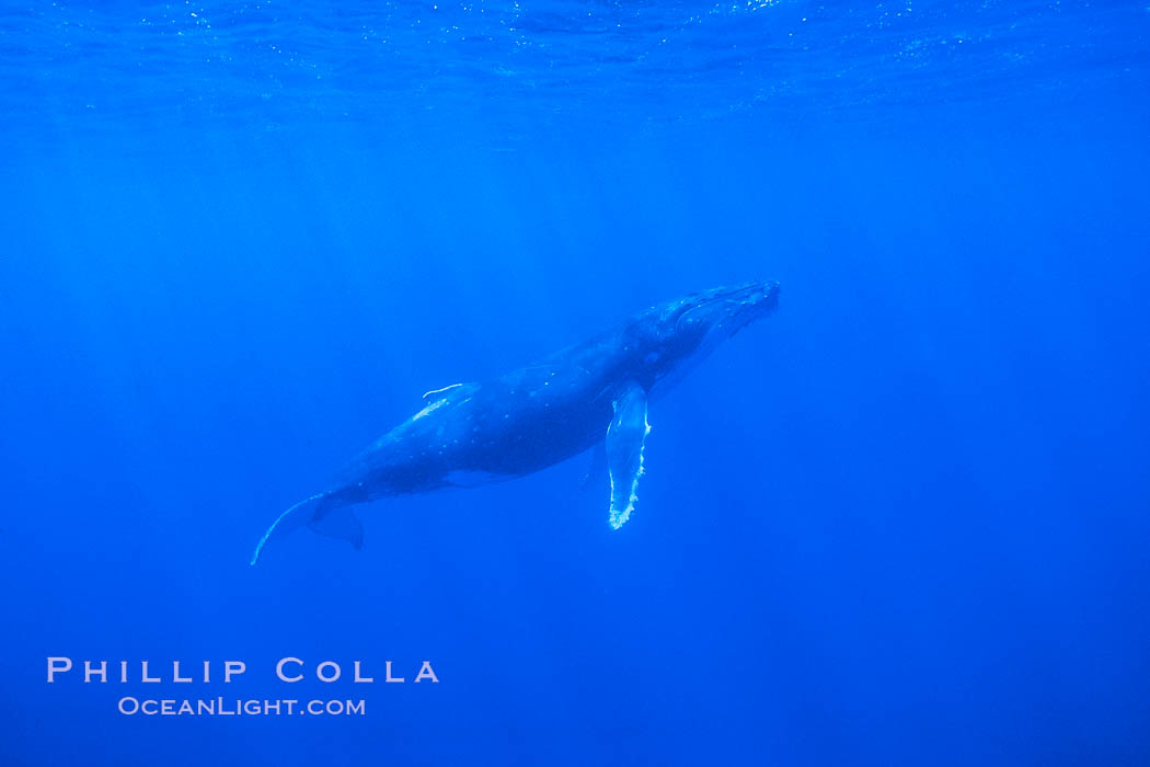 Humpback Whale at Rose Atoll National Wildlife Refuge, American Samoa. USA, natural history stock photograph, photo id 00845