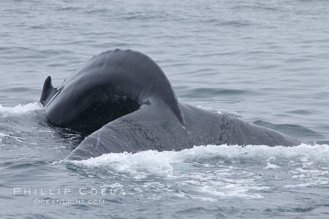 Humpback whale rounding out, arching its back before diving underwater. Santa Rosa Island, California, USA, Megaptera novaeangliae, natural history stock photograph, photo id 27046