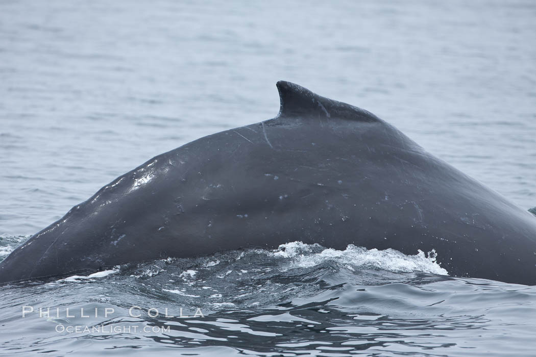 Humpback whale rounding out, arching its back before diving underwater. Santa Rosa Island, California, USA, Megaptera novaeangliae, natural history stock photograph, photo id 27043