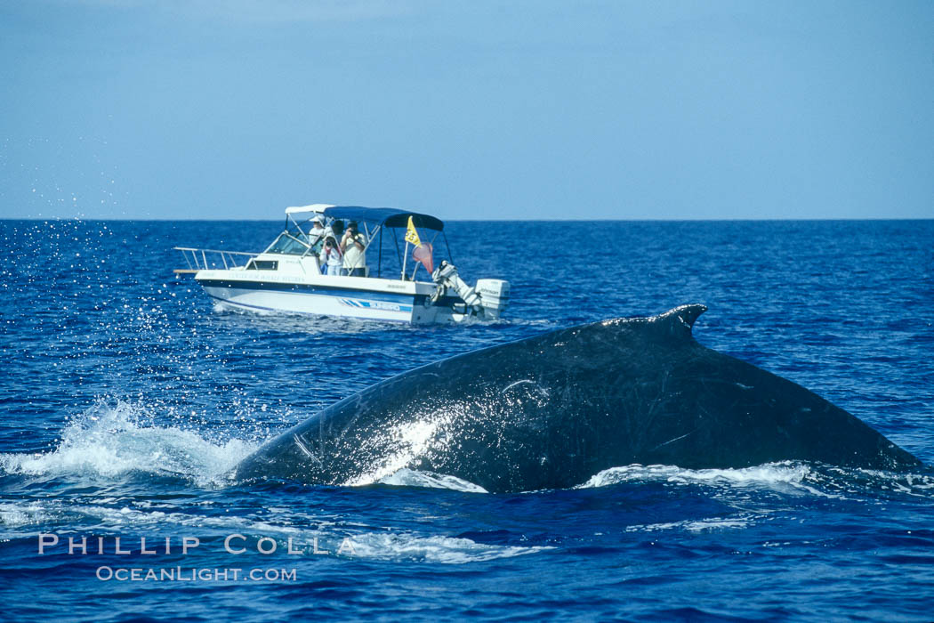 Humpback whale rounding out prior to a dive, whale research boat  (Center for Whale Studies) in background flying yellow NOAA/NMFS permit flag. Maui, Hawaii, USA, Megaptera novaeangliae, natural history stock photograph, photo id 04380