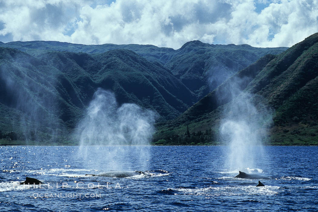 Humpback whale competitive group, surfacing and blowing. Molokai, Hawaii, USA, Megaptera novaeangliae, natural history stock photograph, photo id 04397