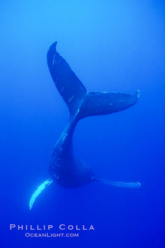 Adult male humpback whale singing, suspended motionless underwater. Only male humpbacks have been observed singing. All humpbacks in the North Pacific sing the same whale song each year, and the song changes slightly from one year to the next, Megaptera novaeangliae, Maui