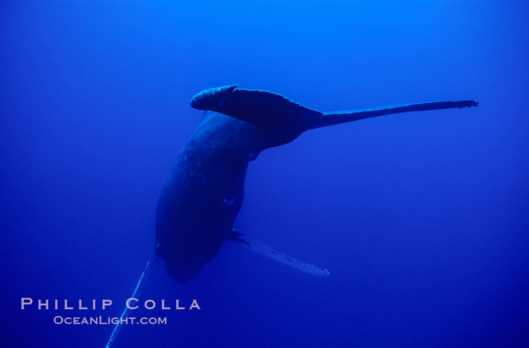 Adult male humpback whale singing, suspended motionless underwater.  Only male humpbacks have been observed singing.  All humpbacks in the North Pacific sing the same whale song each year, and the song changes slightly from one year to the next. Maui, Hawaii, USA, Megaptera novaeangliae, natural history stock photograph, photo id 02796