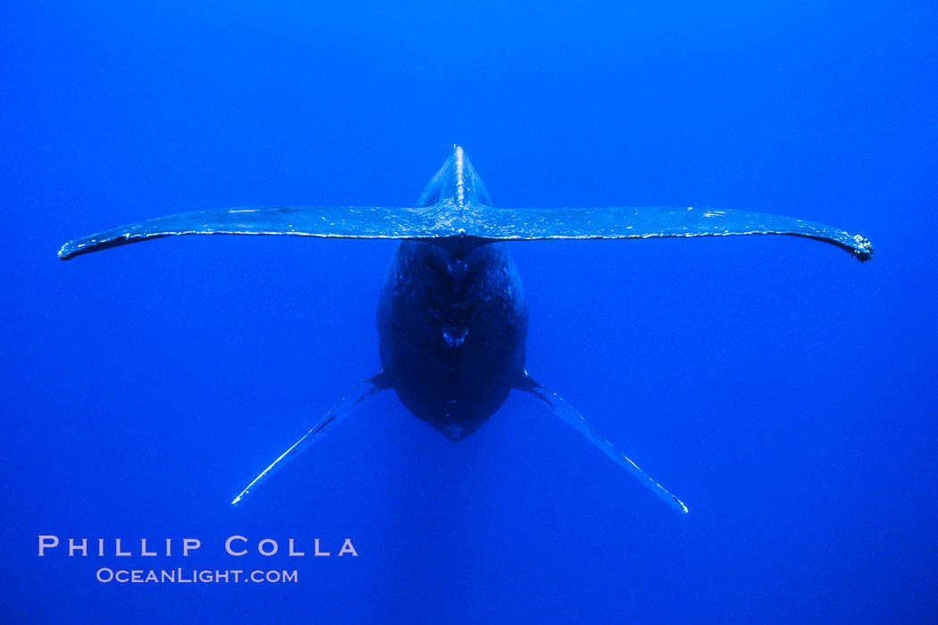 Adult male humpback whale singing, suspended motionless underwater.  Only male humpbacks have been observed singing.  All humpbacks in the North Pacific sing the same whale song each year, and the song changes slightly from one year to the next. Maui, Hawaii, USA, Megaptera novaeangliae, natural history stock photograph, photo id 02800