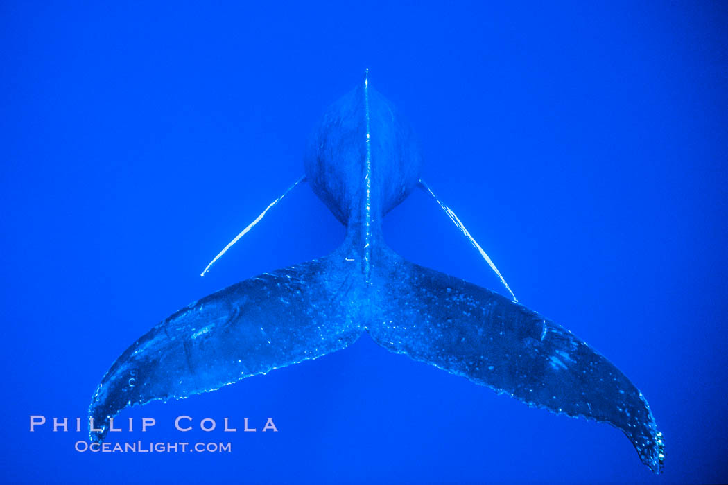 Adult male humpback whale singing, suspended motionless underwater.  Only male humpbacks have been observed singing.  All humpbacks in the North Pacific sing the same whale song each year, and the song changes slightly from one year to the next. Maui, Hawaii, USA, Megaptera novaeangliae, natural history stock photograph, photo id 02812