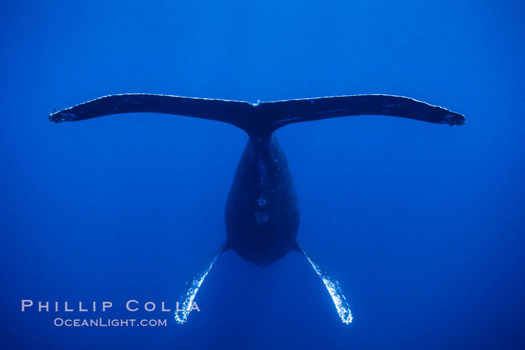 Adult male humpback whale singing, suspended motionless underwater.  Only male humpbacks have been observed singing.  All humpbacks in the North Pacific sing the same whale song each year, and the song changes slightly from one year to the next. Maui, Hawaii, USA, Megaptera novaeangliae, natural history stock photograph, photo id 04484