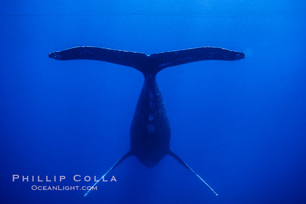 Adult male humpback whale singing, suspended motionless underwater.  Only male humpbacks have been observed singing.  All humpbacks in the North Pacific sing the same whale song each year, and the song changes slightly from one year to the next. Maui, Hawaii, USA, Megaptera novaeangliae, natural history stock photograph, photo id 04488