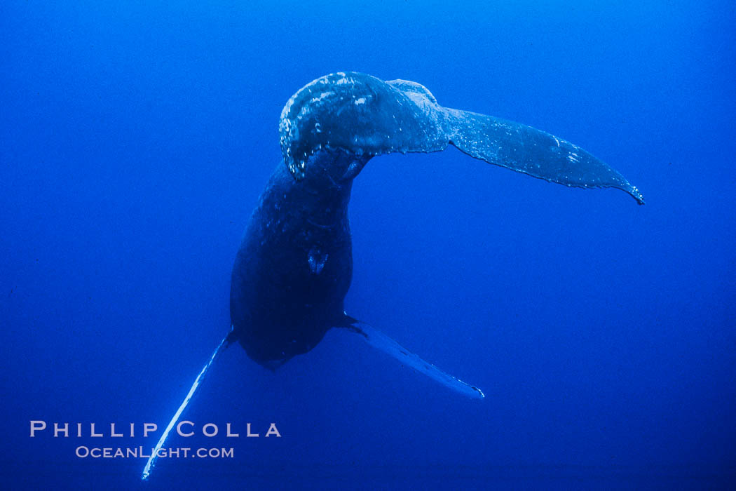 Adult male humpback whale singing, suspended motionless underwater.  Only male humpbacks have been observed singing.  All humpbacks in the North Pacific sing the same whale song each year, and the song changes slightly from one year to the next. Maui, Hawaii, USA, Megaptera novaeangliae, natural history stock photograph, photo id 02795