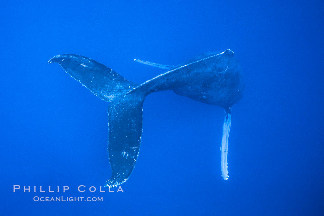 Adult male humpback whale singing, suspended motionless underwater.  Only male humpbacks have been observed singing.  All humpbacks in the North Pacific sing the same whale song each year, and the song changes slightly from one year to the next. Maui, Hawaii, USA, Megaptera novaeangliae, natural history stock photograph, photo id 02815